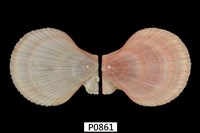 藏品(冰島海扇蛤)的圖片
